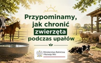 W czasie upałów przypominamy o szczególnym zadbaniu o swoje zwierzęta