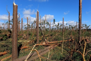 Właściciele prywatnych lasów mogą starać się o zwrot kosztów za odnowienie powierzchni leśnej, zniszczonej w wyniku nawałnicy  w sierpniu 2017 r.