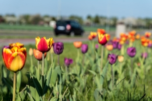 Tulipany posadzone przez Warsztat Terapii Zajęciowej w Brusach już kwitną
