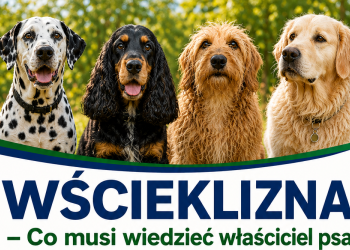 PIW: WŚCIEKLIZNA - CO MUSI WIEDZIEĆ WŁAŚCICIEL PSA