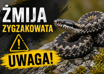 Spotkanie ze żmiją w lesie. Jak zachować się bezpiecznie?