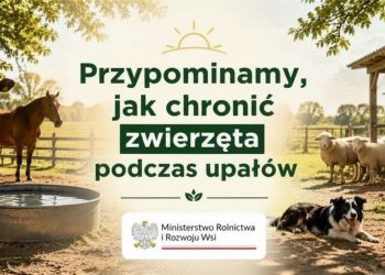 W czasie upałów przypominamy o szczególnym zadbaniu o swoje zwierzęta