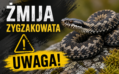 Spotkanie ze żmiją w lesie. Jak zachować się bezpiecznie?