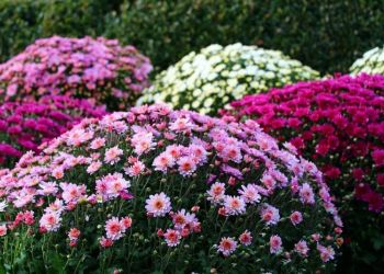 Pomoc dla posiadaczy chryzantem, którzy nie sprzedali kwiatów w związku z ograniczeniami związanymi z COVID-19