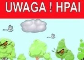 Grypa ptaków. Dowiedz się jak postępować.