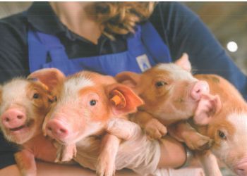 ASF - APEL DO HODOWCÓW TRZODY CHLEWNEJ