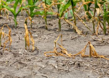 SZACOWANIE SZKÓD SPOWODOWANYCH SUSZĄ ROLNICZĄ W 2022 R. W GMINIE BRUSY