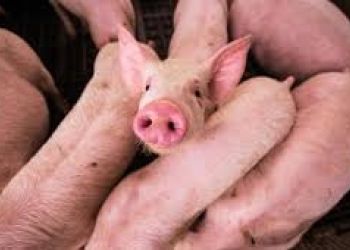 AFRYKAŃSKI POMÓR ŚWIŃ